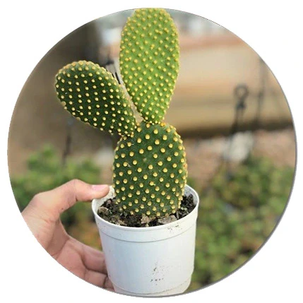 Cactus