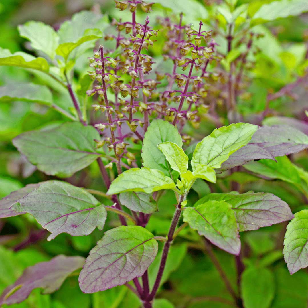 Holy Basil Plant-krishna Tulsi plant