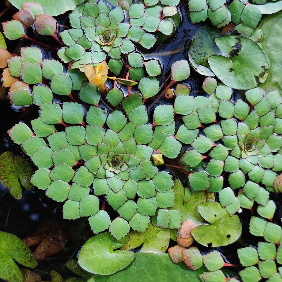 Ludwigia sedoides (mosaic flower) 20 plants