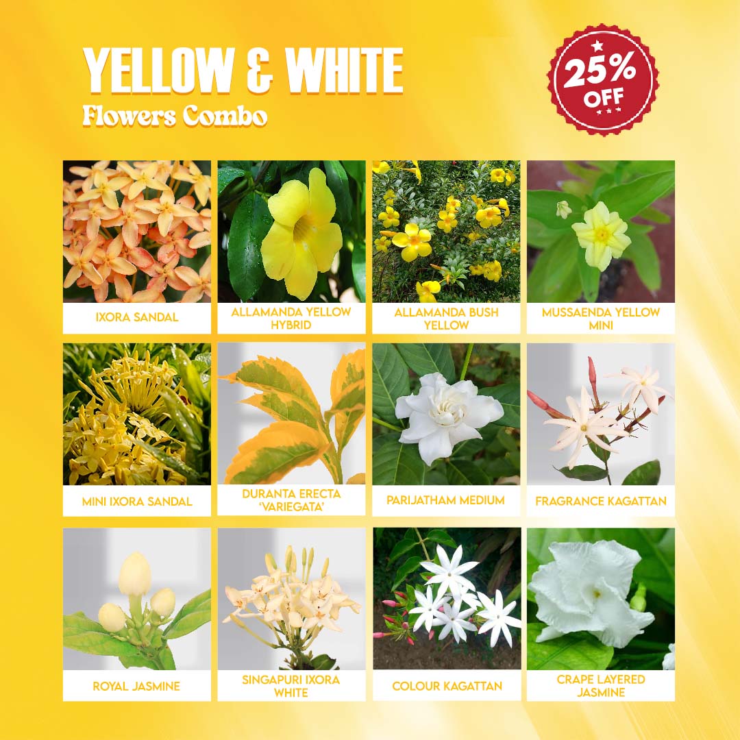 Beautify Your Home With Yellow And White Flowers Combo : Get Bright Garden