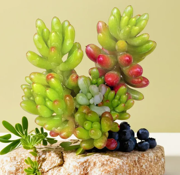 Sedum Rubrotinctum (Bare Rooted)