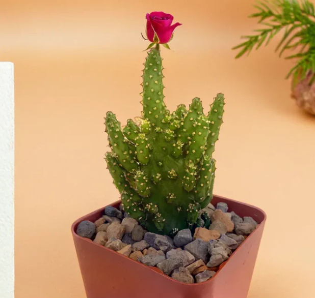 Opuntia Monocantha (Bare Rooted)