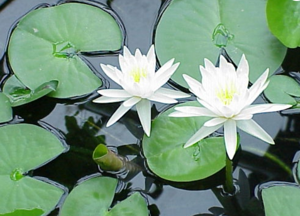 3 white-lily-plant