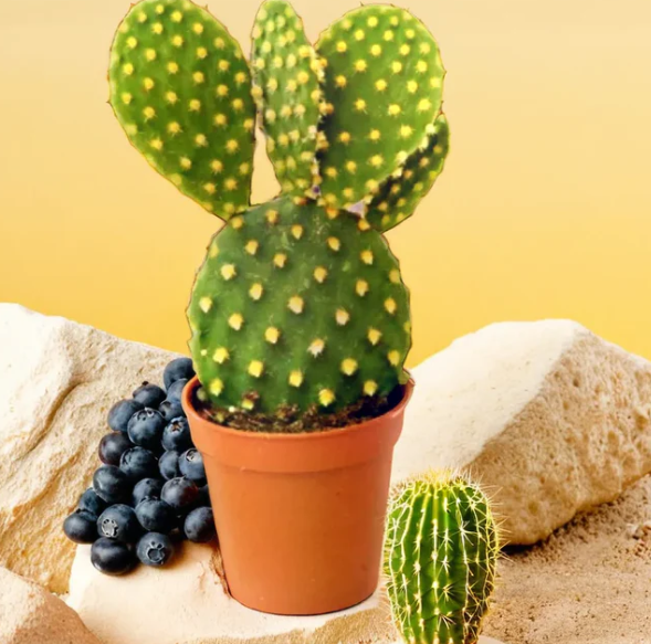 Opuntia Microdasys Var. Pallida BUNNY EAR CACTUS YELLOW