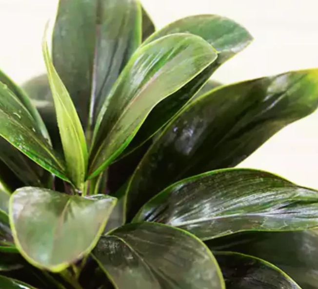 Cordyline ‘Coffee’