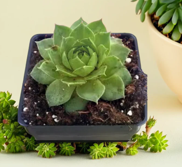 Laxmi Kamal (Sempervivum tectorum)