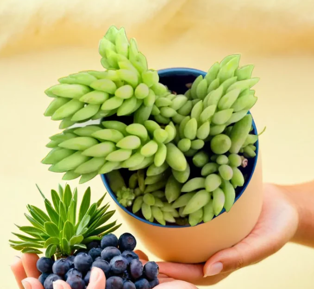 Donkey Tail (Bare Rooted)