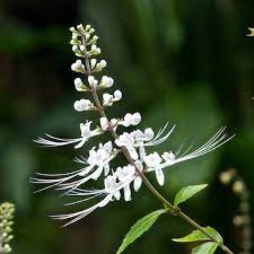 Cat Whiskers Plant (Poonai Meesai)
