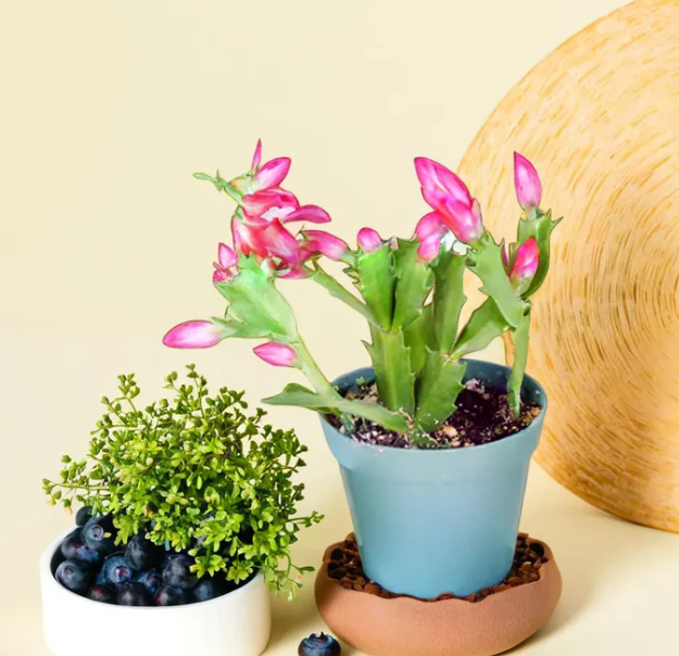 Christmas Cactus Pink (Bare Rooted)