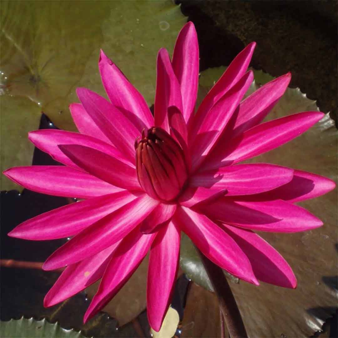 Water lily pink plant 3 Qty (nymphaea pubescens lilly)